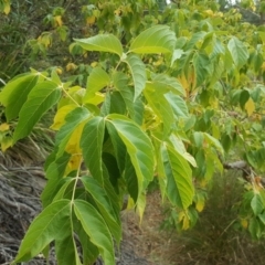 Acer negundo (Box Elder) at O'Malley, ACT - 21 Mar 2018 by Mike