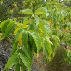 Acer negundo (Box Elder) at Mount Mugga Mugga - 21 Mar 2018 by Mike