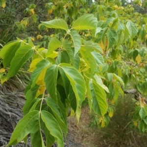 Acer negundo at O'Malley, ACT - 21 Mar 2018