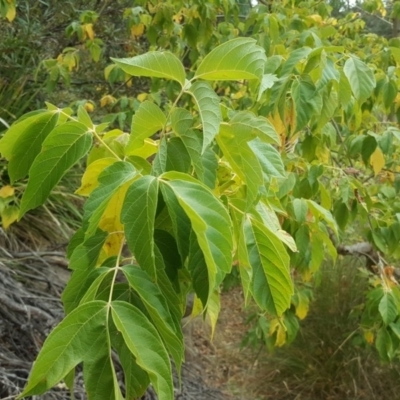 Acer negundo (Box Elder) at O'Malley, ACT - 21 Mar 2018 by Mike