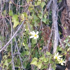 Senecio macroglossus at Merimbula, NSW - 20 Mar 2018 08:13 AM