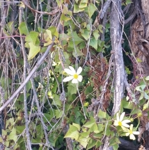 Senecio macroglossus at Merimbula, NSW - 20 Mar 2018