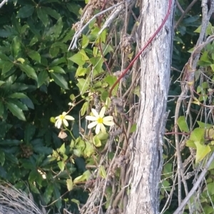 Senecio macroglossus at Merimbula, NSW - 20 Mar 2018