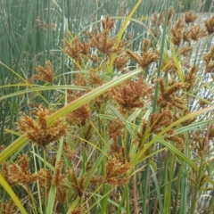 Cyperus exaltatus (Tall Flat-sedge, Giant Sedge) at Mount Mugga Mugga - 21 Mar 2018 by Mike