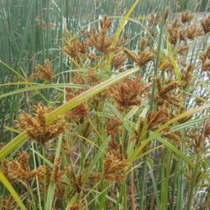 Cyperus exaltatus at O'Malley, ACT - 21 Mar 2018