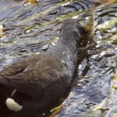 Gallinula tenebrosa (Dusky Moorhen) at Belconnen, ACT - 21 Mar 2018 by AlisonMilton