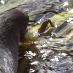 Gallinula tenebrosa at Belconnen, ACT - 21 Mar 2018