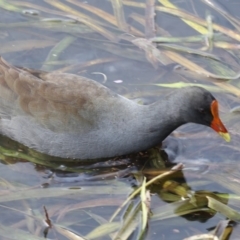 Gallinula tenebrosa at Belconnen, ACT - 21 Mar 2018