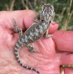 Pogona barbata (Eastern Bearded Dragon) at Murrumbateman, NSW - 21 Mar 2018 by alexwatt