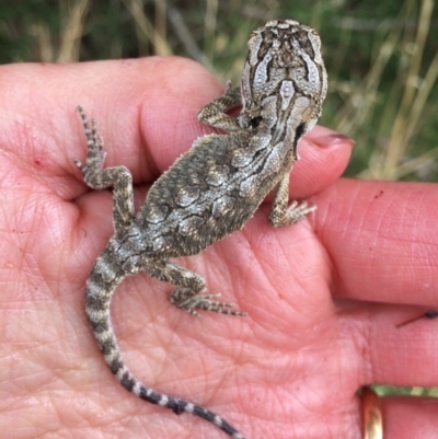 Pogona barbata (Eastern Bearded Dragon) at Murrumbateman, NSW - 21 Mar 2018 by alexwatt