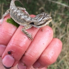 Pogona barbata at Murrumbateman, NSW - suppressed