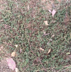 Polygonum (genus) (Wireweed) at Hughes, ACT - 21 Mar 2018 by ruthkerruish