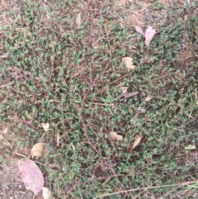 Polygonum (genus) (Wireweed) at Hughes, ACT - 21 Mar 2018 by ruthkerruish