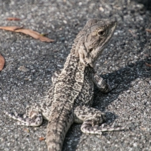 Amphibolurus muricatus at Paddys River, ACT - 25 Jan 2018