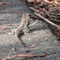 Amphibolurus muricatus at Paddys River, ACT - 25 Jan 2018 05:43 PM