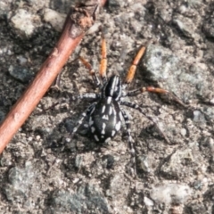 Nyssus coloripes (Spotted Ground Swift Spider) at Paddys River, ACT - 25 Jan 2018 by SWishart