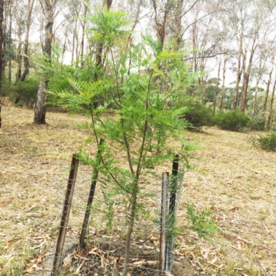 Grevillea robusta (Silky Oak) at Hughes, ACT - 21 Mar 2018 by ruthkerruish