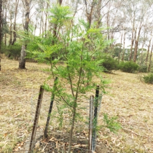 Grevillea robusta at Hughes, ACT - 21 Mar 2018