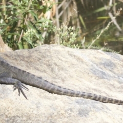 Intellagama lesueurii howittii (Gippsland Water Dragon) at Acton, ACT - 19 Mar 2018 by jb2602