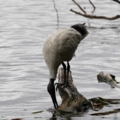 Threskiornis molucca (Australian White Ibis) at Belconnen, ACT - 21 Mar 2018 by AlisonMilton