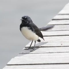 Rhipidura leucophrys (Willie Wagtail) at Lake Ginninderra - 21 Mar 2018 by Alison Milton