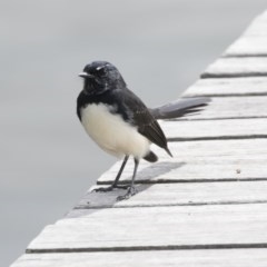 Rhipidura leucophrys (Willie Wagtail) at Belconnen, ACT - 21 Mar 2018 by Alison Milton