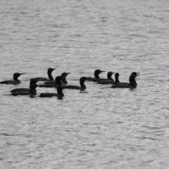 Phalacrocorax sulcirostris (Little Black Cormorant) at Lake Ginninderra - 21 Mar 2018 by Alison Milton