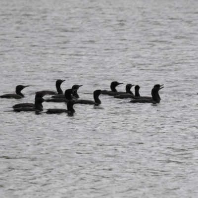 Phalacrocorax sulcirostris (Little Black Cormorant) at Belconnen, ACT - 21 Mar 2018 by AlisonMilton