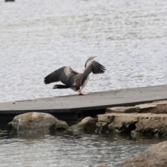 Anhinga novaehollandiae (Australasian Darter) at Belconnen, ACT - 21 Mar 2018 by Alison Milton