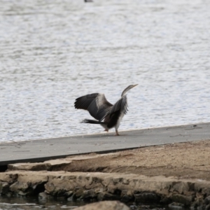 Anhinga novaehollandiae at Belconnen, ACT - 21 Mar 2018 02:31 PM