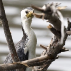 Microcarbo melanoleucos (Little Pied Cormorant) at Lake Ginninderra - 21 Mar 2018 by Alison Milton