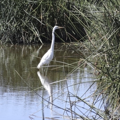 Ardea alba (Great Egret) at Belconnen, ACT - 20 Mar 2018 by AlisonMilton