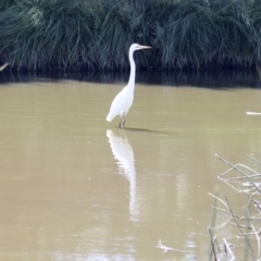 Ardea alba at Belconnen, ACT - 20 Mar 2018 12:00 PM