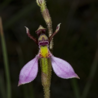 Eriochilus cucullatus (Parson's Bands) at Gungahlin, ACT - 21 Mar 2018 by DerekC