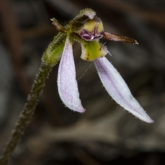 Eriochilus cucullatus at Gungahlin, ACT - 21 Mar 2018