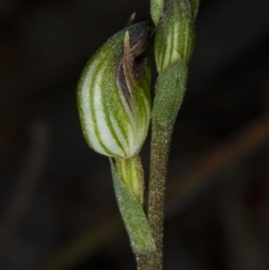 Speculantha rubescens at Gungahlin, ACT - 21 Mar 2018