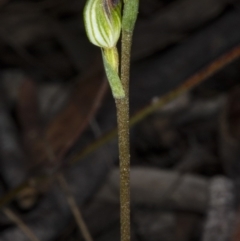 Speculantha rubescens at Gungahlin, ACT - suppressed