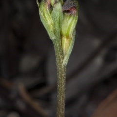Speculantha rubescens at Gungahlin, ACT - suppressed