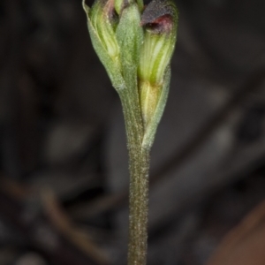 Speculantha rubescens at Gungahlin, ACT - 21 Mar 2018