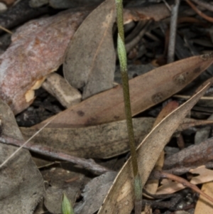 Speculantha rubescens at Gungahlin, ACT - 21 Mar 2018