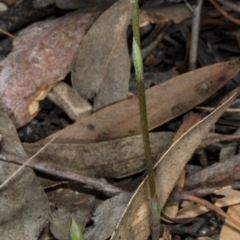 Speculantha rubescens at Gungahlin, ACT - 21 Mar 2018