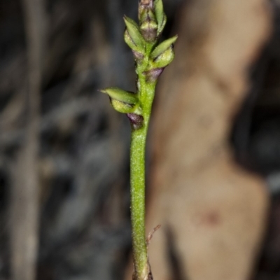 Corunastylis clivicola (Rufous midge orchid) at Gungahlin, ACT - 21 Mar 2018 by DerekC