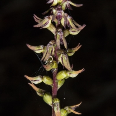 Corunastylis clivicola (Rufous midge orchid) at Gungahlin, ACT - 21 Mar 2018 by DerekC