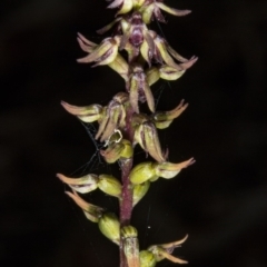 Corunastylis clivicola (Rufous midge orchid) at Gungaderra Grasslands - 21 Mar 2018 by DerekC