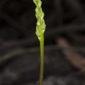 Corunastylis clivicola at Gungahlin, ACT - suppressed