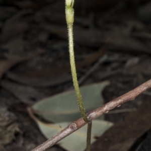 Eriochilus cucullatus at Gungahlin, ACT - suppressed