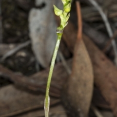 Corunastylis clivicola (Rufous midge orchid) at Gungaderra Grasslands - 21 Mar 2018 by DerekC