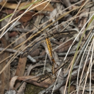 Ptilogyna sp. (genus) at Crace, ACT - 21 Mar 2018