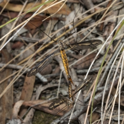 Ptilogyna sp. (genus) (A crane fly) at Gungaderra Grasslands - 21 Mar 2018 by DerekC