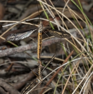 Ptilogyna sp. (genus) at Crace, ACT - 21 Mar 2018